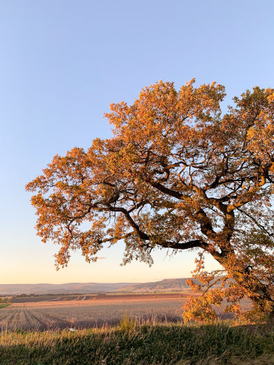 Photograph of a tree set against hills in Scotland